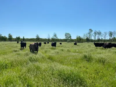 Custom Grazing 2026, View more