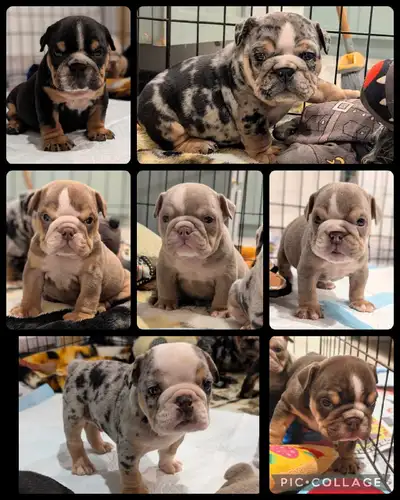 bulldog anglais , bouledogue , english bulldog prêt, View more