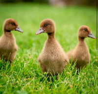 Purebred khaki Campbell ducklings available!