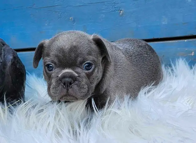 2 Female French Bulldog Puppies Ready June 20th! in Dogs & Puppies for Rehoming in Edmonton - Image 9