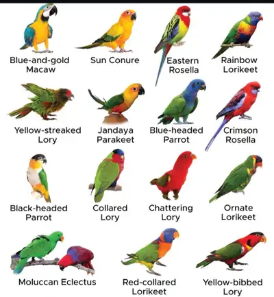 Looking to rehome your parrot?, View more
