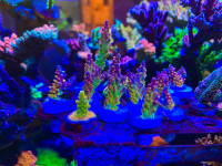 Solar flare, ultra rainbow loom, sps corals