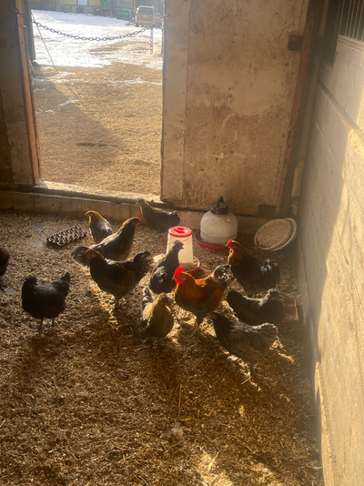 Free BYM Roosters, View more