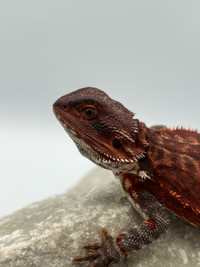 NEW DARK RED BEARDED DRAGONS ON SITE !!