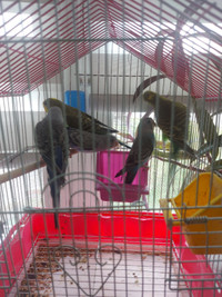 Young budgies for sale