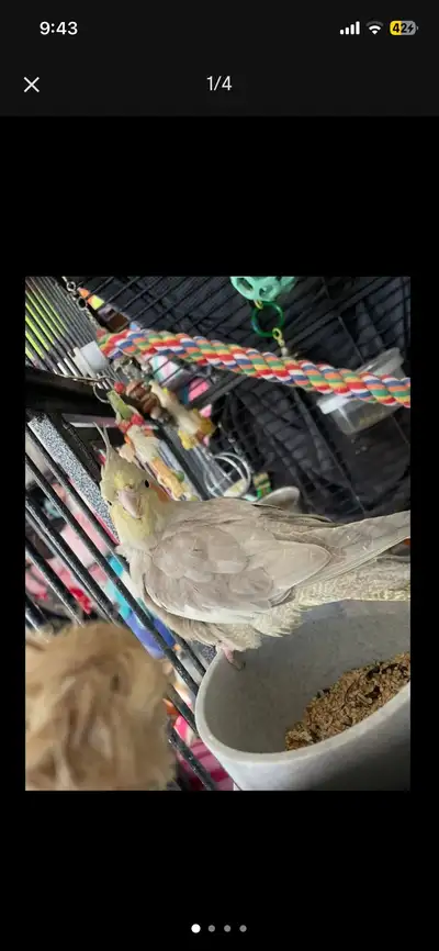 Male Cockatiel, View more