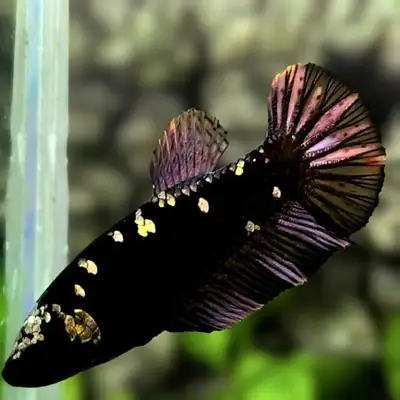 Fancy Betta Fish, View more