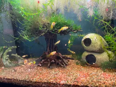 Guppies for sale 5$ each or 10$for 3