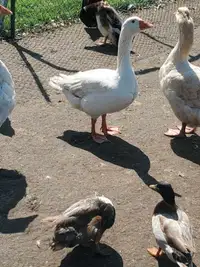 male goose for sale 