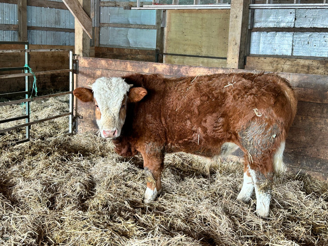 Fullblood Simmental bull in Livestock in Charlottetown