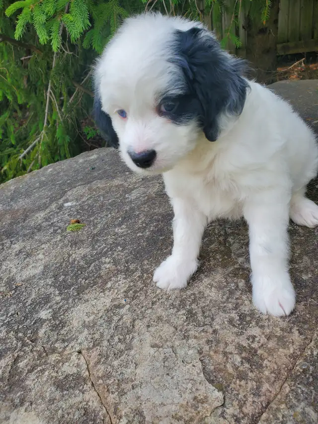 Miniature Bernedoodle in Dogs & Puppies for Rehoming in Oshawa / Durham Region - Image 7