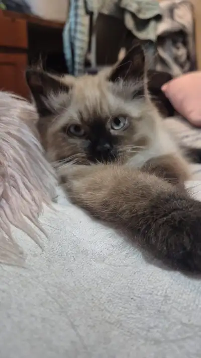 Adorable 12-Week-Old Male Kitten Looking for His Forever Home, View more