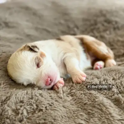 6 beautiful Mini Aussie puppies for sale, born May 23, 2025. Available anytime after July 18, 2025....