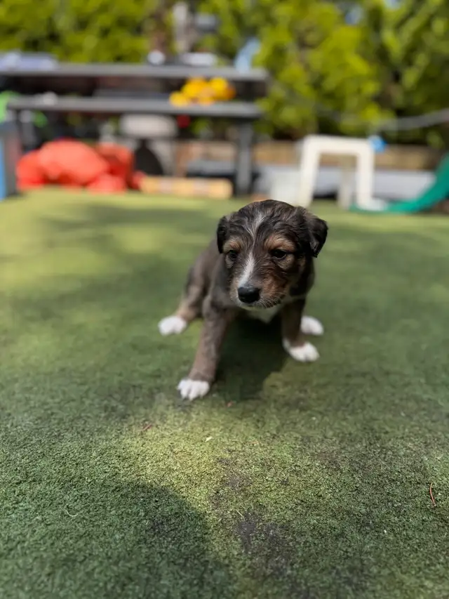 Sheltie/Portie Mix 7 Puppies READY IN 1 WEEK in Dogs & Puppies for Rehoming in City of Toronto - Image 8