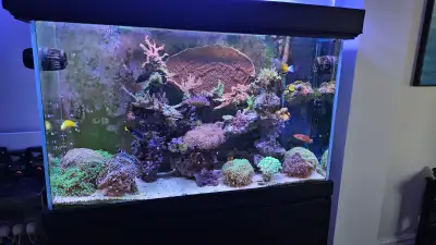 Reef Tank, View more