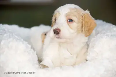 Moyen/Medium F1B Hypoallergenic Goldendoodles, View more