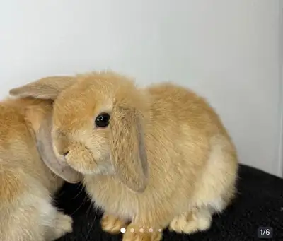 Rehoming 10‑Week Holland Lop Bunny in Guildford, View more
