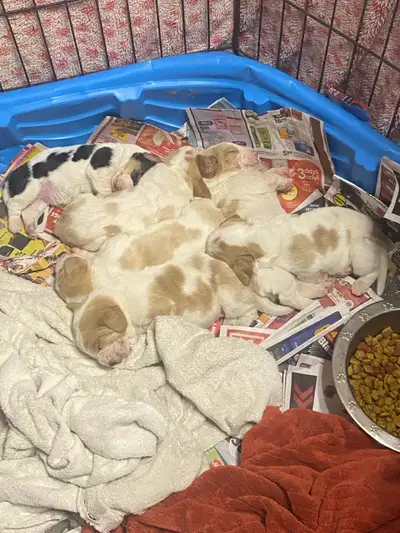 BASSET HOUND PUPPIES, View more