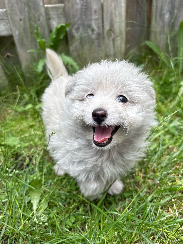 Pomerianian Puppies  in Dogs & Puppies for Rehoming in Markham / York Region - Image 3