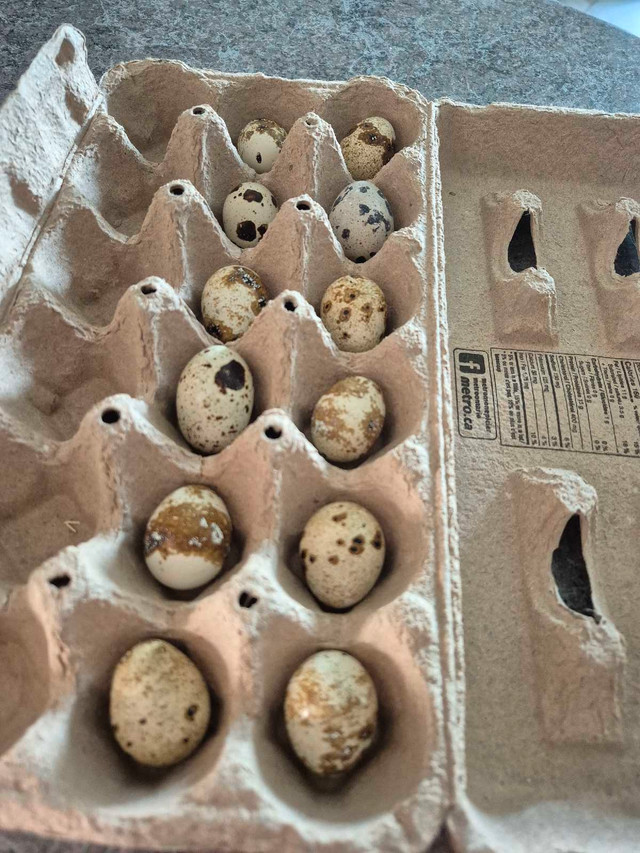oeuf caille dans Animaux de ferme  à Ville de Québec