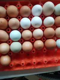Fresh farm chicken eggs