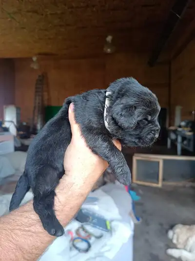 Newfoundland Puppies Registered Purebred, View more