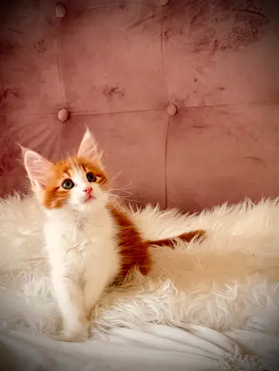 Maine Coon, View more