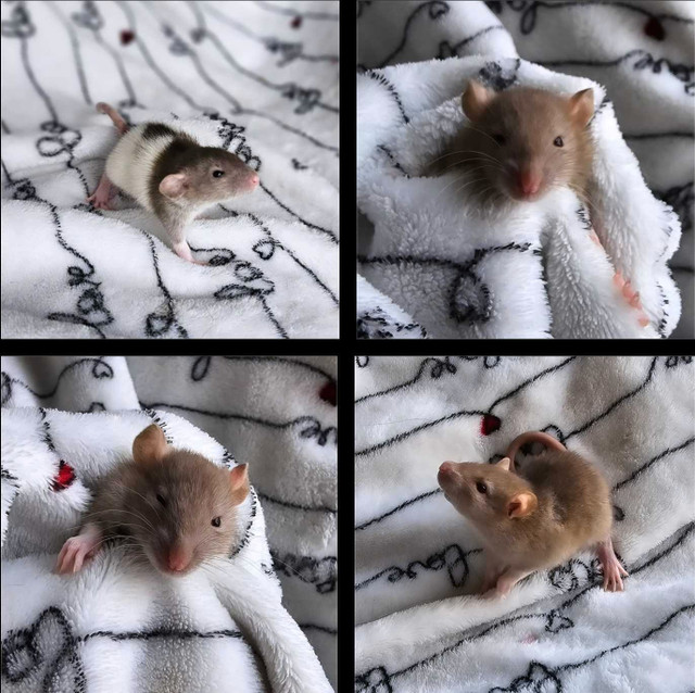 [Iros Rattery] baby rats available for May adoption in Small Animals for Rehoming in Burnaby/New Westminster - Image 2