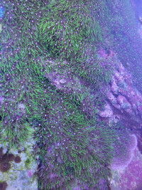 Green Star Polyps (Short & Long)