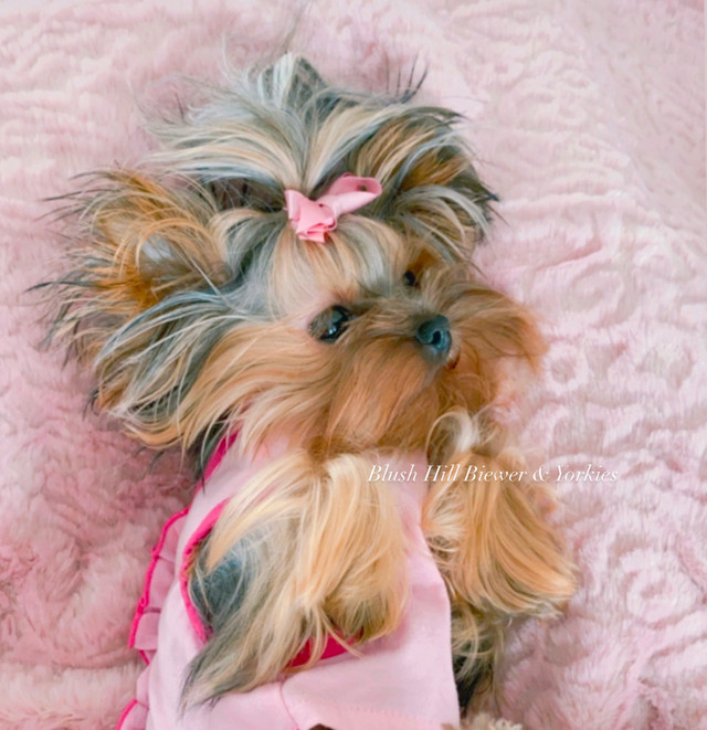 Doll Face Yorkies in Dogs & Puppies for Rehoming in Vancouver