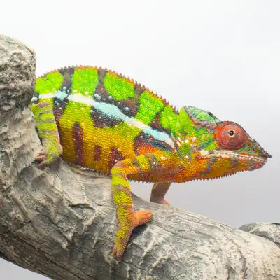 Vohemar Panther Chameleons - RARE!, View more