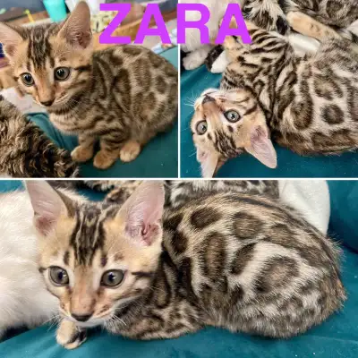 Bengals VACCINÉ/STERILISÉ/ENREGISTRÉ, View more