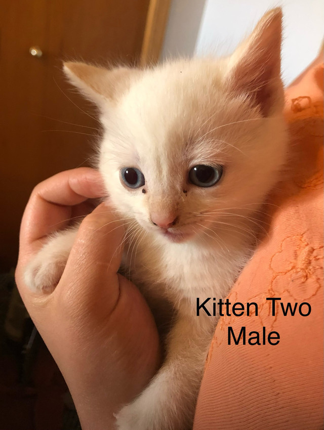 Adorable Siamese Kittens!! in Cats & Kittens for Rehoming in Penticton - Image 3