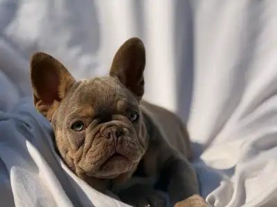 Rare CKC  French Bulldogs, View more