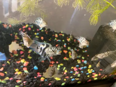 Polar blue parrot cichlids , View more