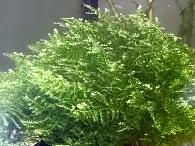 Java Moss - Plante aquarium, View more