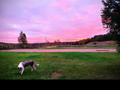Private Dog Training Facility Available for Rent, View more