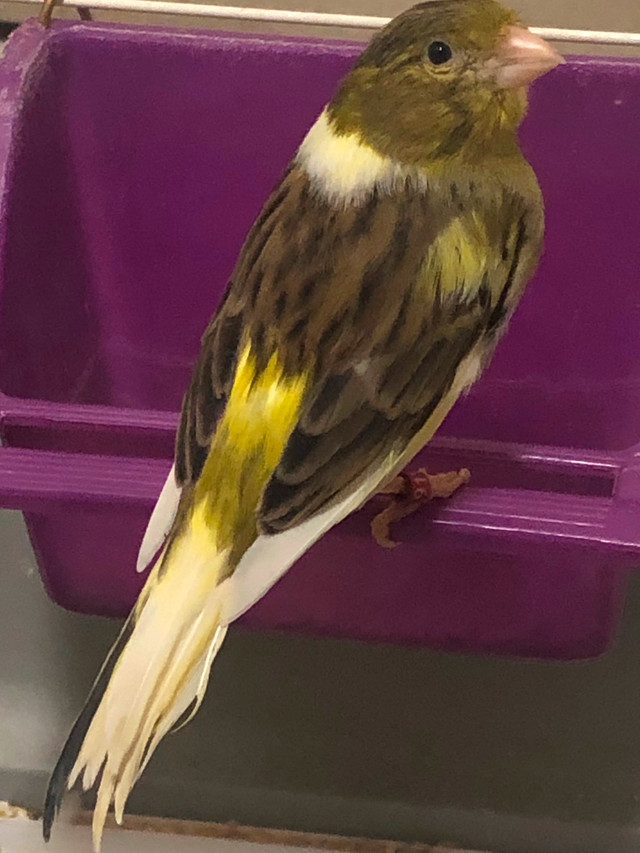 Female American Singer Canaries for sale in Birds for Rehoming in Hamilton - Image 2