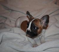Female french bulldog puppy (Red pied) 6 months