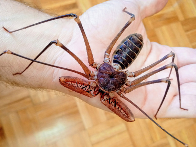 Whip spiders (Amblypygi) - Acanthophrynus coronatus adults in Other Pets for Rehoming in Mississauga / Peel Region