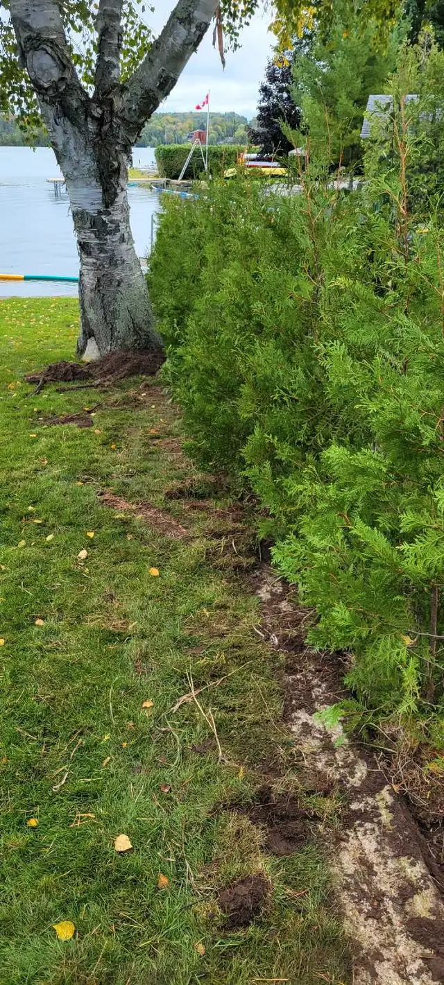 Cedar Trees - Delivered or Planted in Plants, Fertilizer & Soil in Sudbury - Image 6