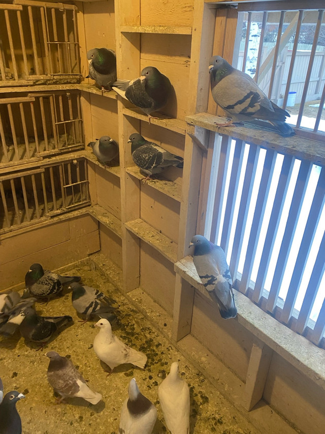 Pigeons racing and homing in Birds for Rehoming in Calgary - Image 3