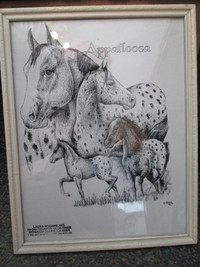 Appalloosa Horses picture (8 1/2 x 11)
