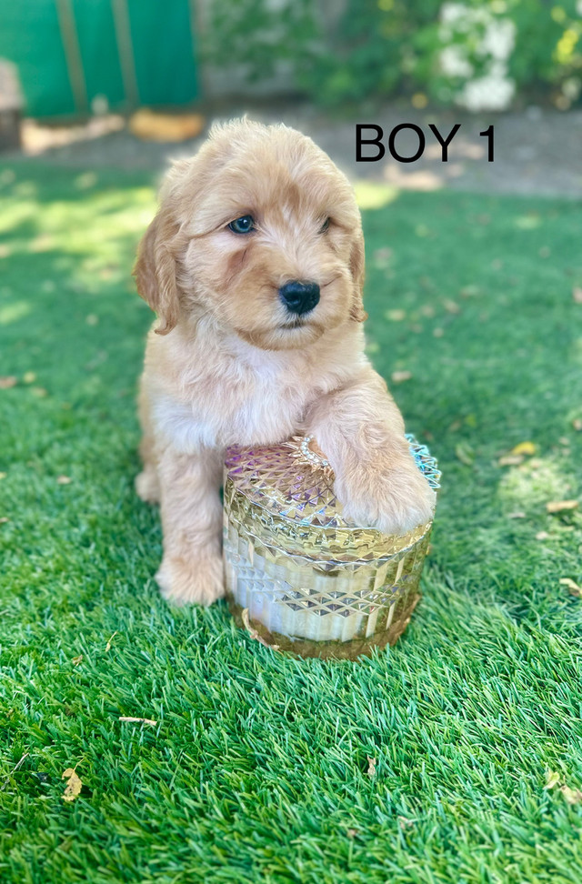 Mini  Goldendoodle in Dogs & Puppies for Rehoming in City of Toronto