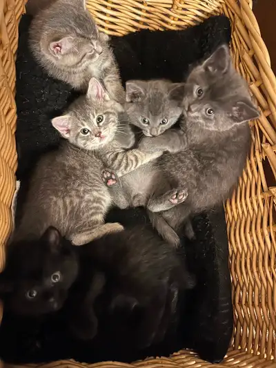 Kittens, View more
