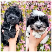 Shihpoo Sweeties - Shihtzu cross Mini Poodle