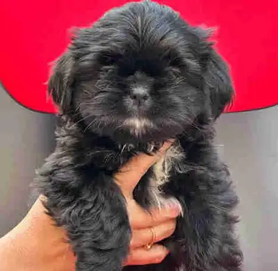 Location: Vernon, BC Look no more, best looking solid black shih tzus in the market. Look like littl...