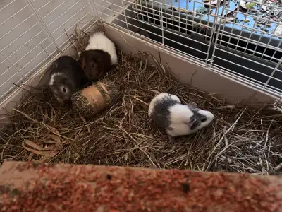 3 Guina pigs , View more