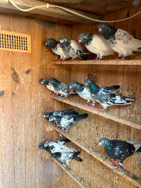 Pigeon For Sale, pakistani, blue bar, black neck