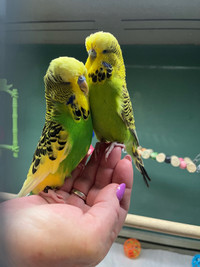 Pair of male English budgies 
